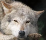 ������ ��� LivaynE